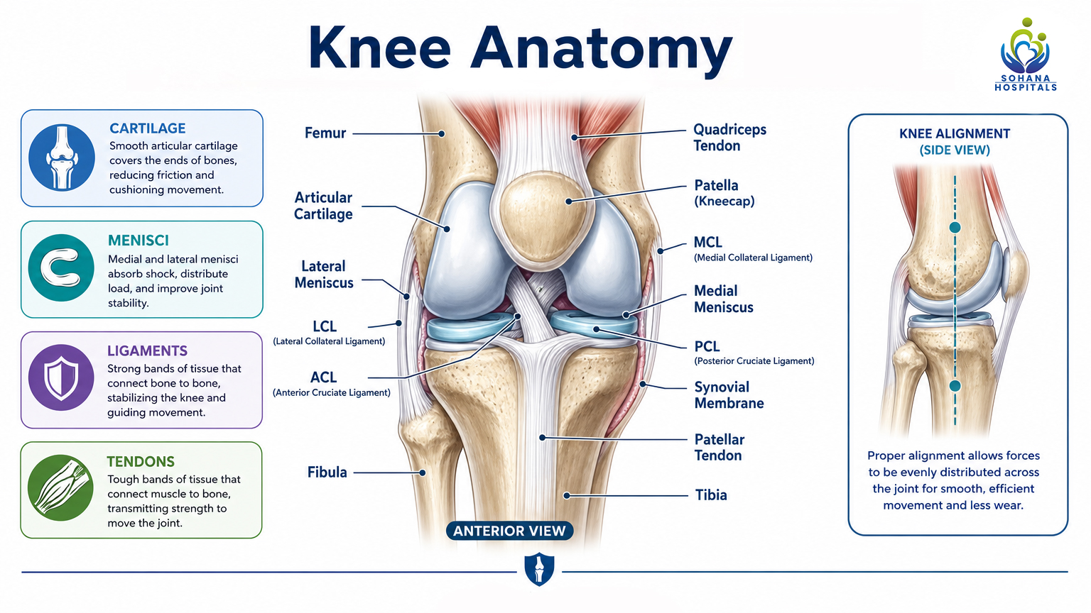 Parts in the Knee